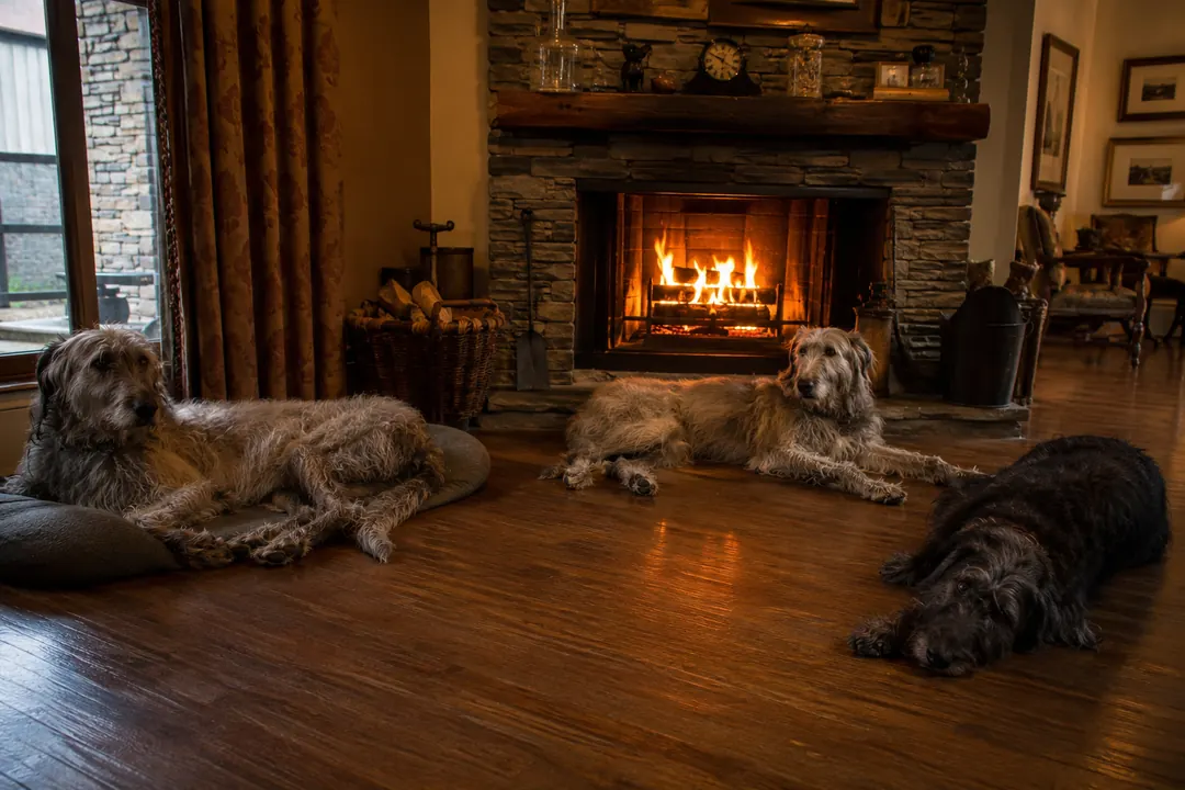 Three Irish Wolfhounds resting together in front of a glowing stone fireplace