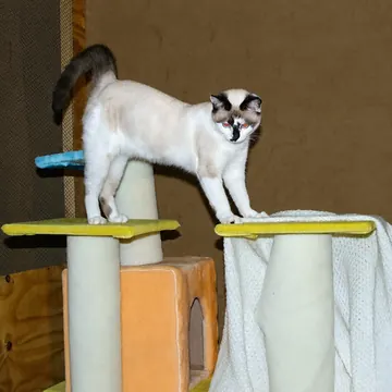 Young pointed cat stretching between platforms on a cat tree in the cattery