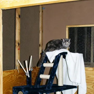 Grey cat perched on top of a cat tower inside a walk-in cattery suite