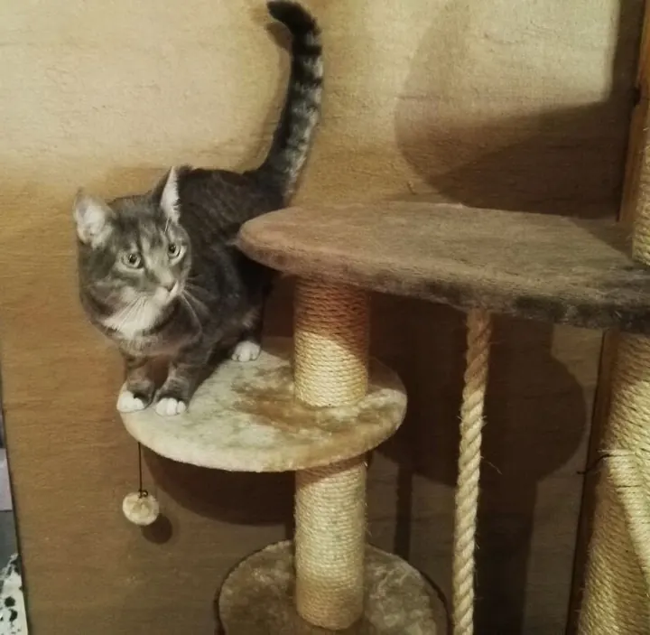 Grey tabby cat relaxing on a carpeted cat tree platform in the cattery