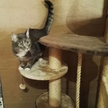 Grey tabby cat relaxing on a carpeted cat tree platform in the cattery