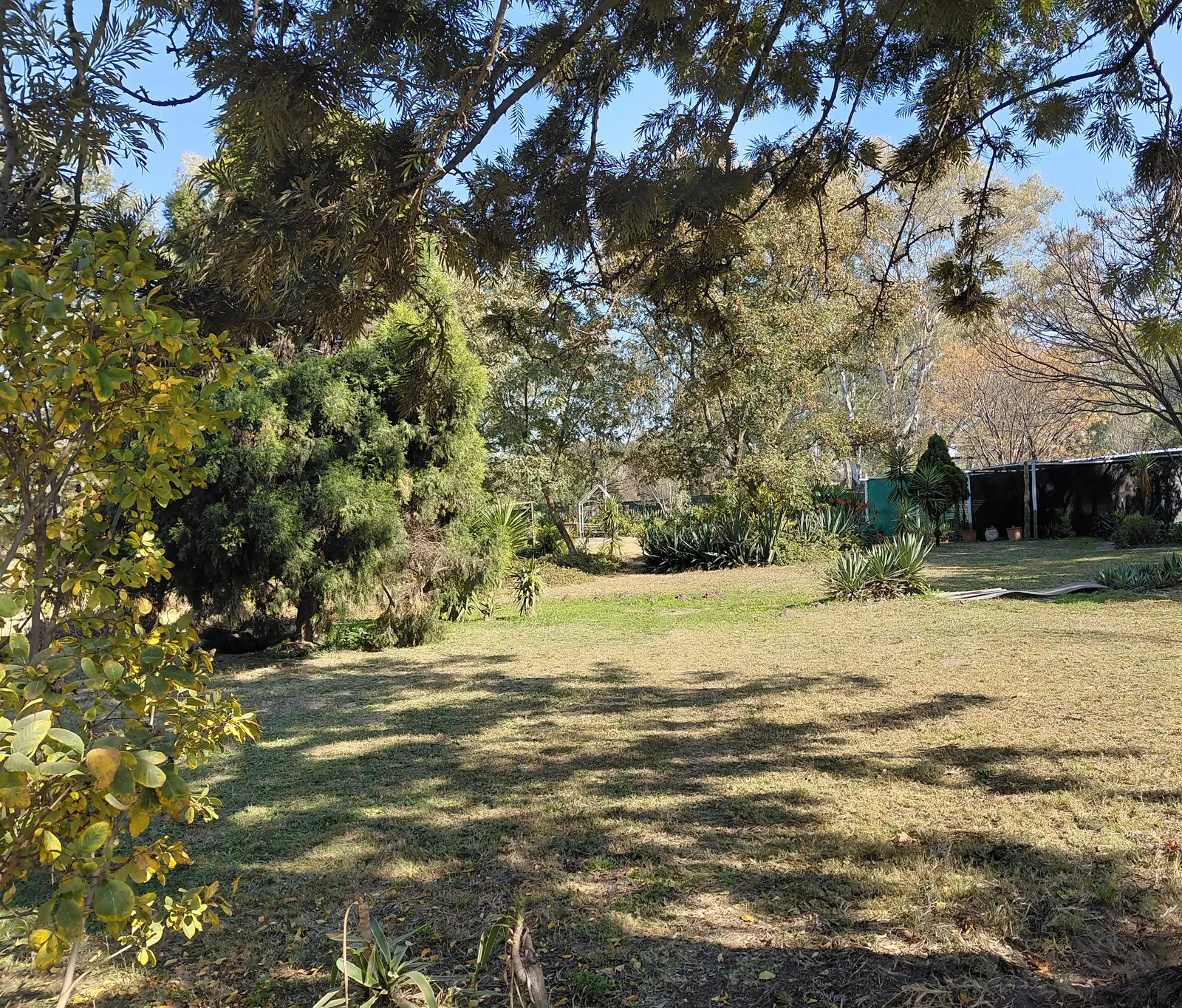 Sunlit lawn and mature trees in the dog play area, with shaded shelters beyond