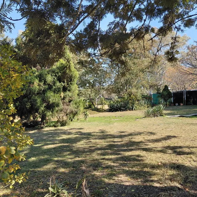 Sunlit lawn and mature trees in the dog play area, with shaded shelters beyond