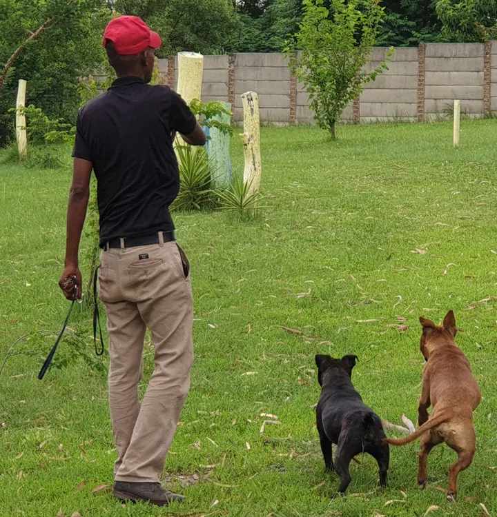 Carer walking two dogs across the lawn inside the walled play area