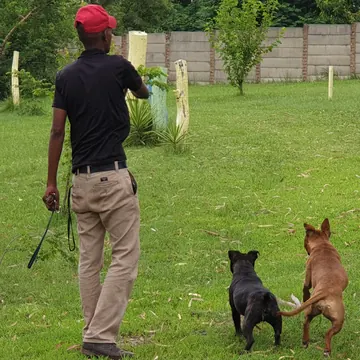 Carer walking two dogs across the lawn inside the walled play area