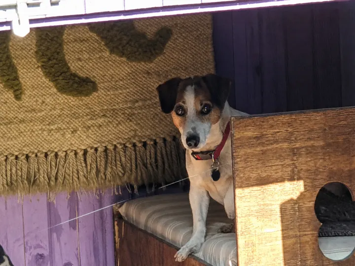 Jack Russell resting on a cushioned bed inside its K9 cabin