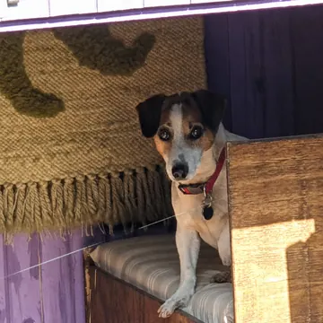 Jack Russell resting on a cushioned bed inside its K9 cabin