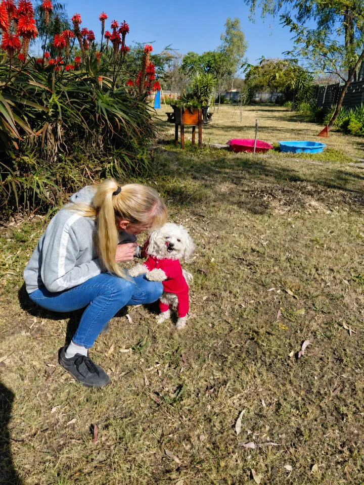 Carer playing with a small white dog in a red jersey on the play-area lawn