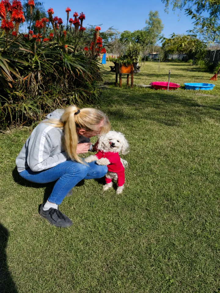 Carer playing with a small white dog in a red jersey on the play-area lawn