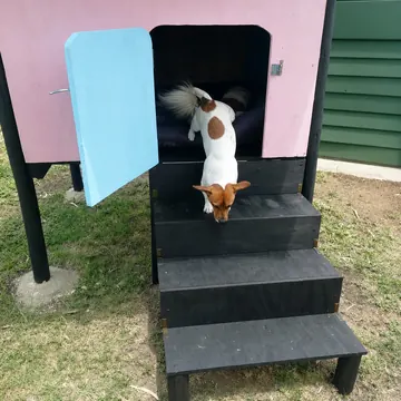 Small dog trotting down the steps of its pink-and-blue painted cabin