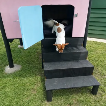 Small dog trotting down the steps of its pink-and-blue painted cabin