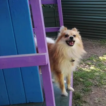 Smiling Pomeranian standing on the deck of a purple K9 cabin