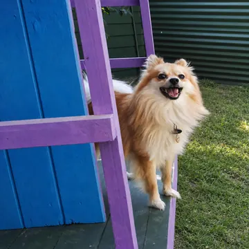 Smiling Pomeranian standing on the deck of a purple K9 cabin