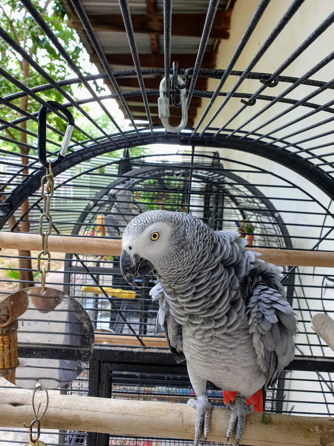 African Grey parrot perched in its individual cage at Purrfect's parrot garden