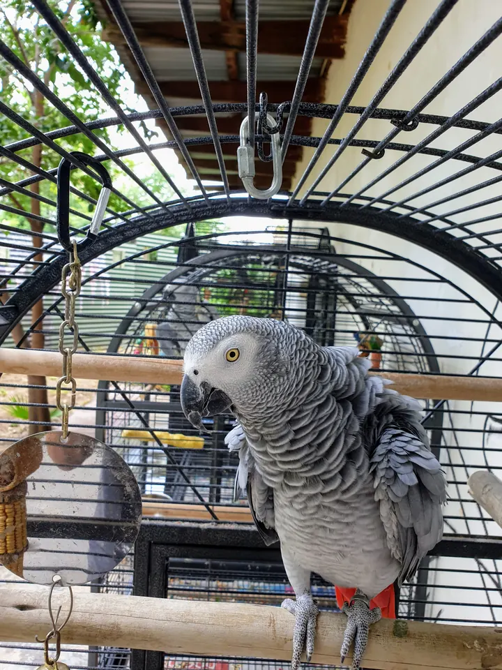 African grey parrot perched inside a dome-topped chalet cage in the parrot garden