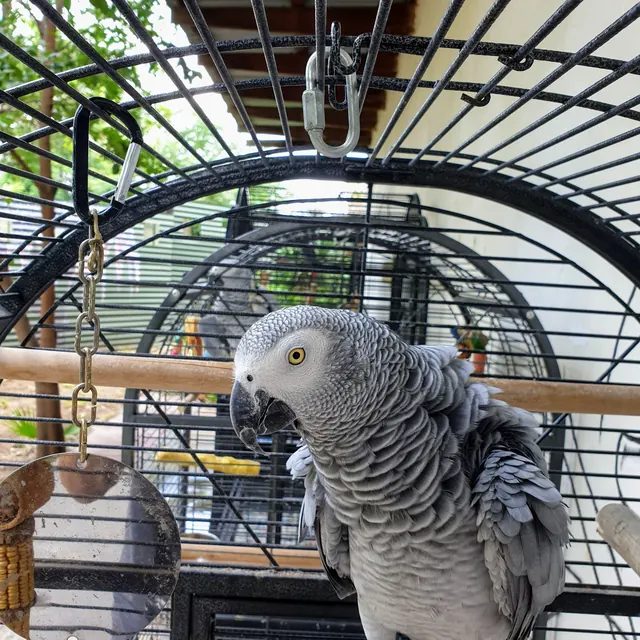 African grey parrot perched inside a dome-topped chalet cage in the parrot garden