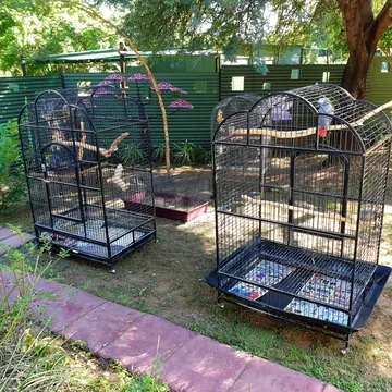 Parrot chalets with natural wood perches beside the mural fence and brick path