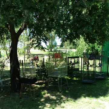 Parrot cages grouped in the shade of a large tree in the garden