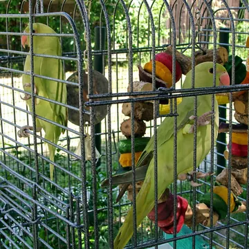 Two ring-necked parakeets climbing beside colourful wooden toys in their cage