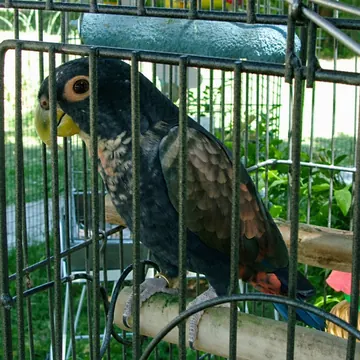 Bronze-winged pionus parrot on a wooden perch in its cage