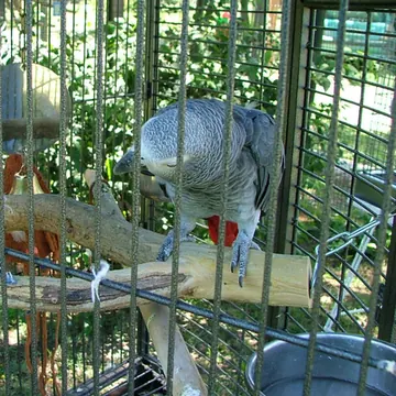 African grey parrot playing on a natural branch perch in a garden aviary