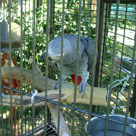 African Grey parrot exploring a natural wooden perch in its cage