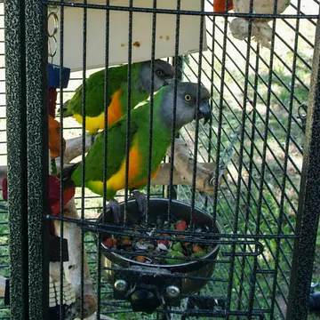 Two Senegal parrots sharing a bowl of fresh vegetables in their cage