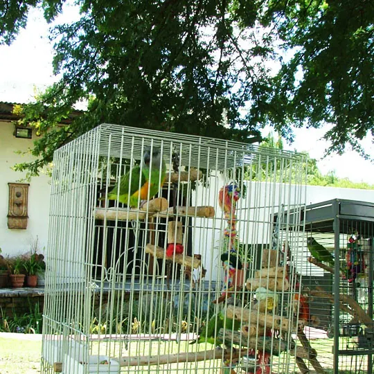 Parrot cage arranged with familiar wooden perches and colourful toys