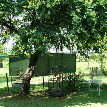 Bird cages under a flowering tree on the lawn near the aviary sheds
